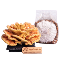Load image into Gallery viewer, Chicken of the woods sterilized grain spawn bag