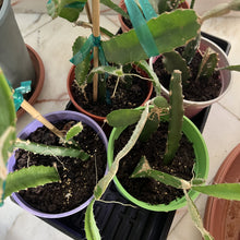 تحميل الصورة في عارض المعرض، Potted-dragon-fruit-plants-with-green-leaves-on-a-marble-floor.
