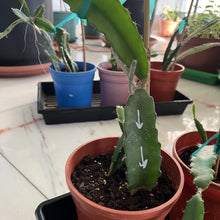 تحميل الصورة في عارض المعرض، halleys-comet-dragon-fruit-growing-in-a-small-orange-pot