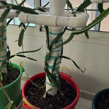 تحميل الصورة في عارض المعرض، Halleys-comet-dragon-fruit-first-mother-plant
