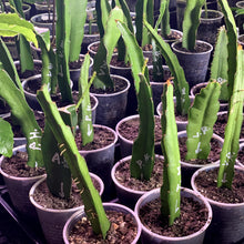 تحميل الصورة في عارض المعرض، a-collection-of-dragon-fruits-growing-in-plastic-cups-on-the-ground