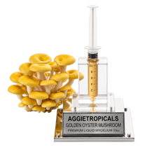 تحميل الصورة في عارض المعرض، A cluster of small golden oyster mushrooms displayed beside a clear acrylic and metal display stand holding a transparent syringe filled with golden liquid. The base plate is engraved with the brand name AGGietropicals and reads 'GOLDEN OYSTER MUSHROOM PREMIUM LIQUID MYCELIUM 10cc'.
