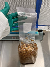 Load image into Gallery viewer, King Oyster Sterilized Grain Spawn Bag
