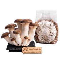 تحميل الصورة في عارض المعرض، A cluster of mature king oyster mushrooms with brown caps and off-white stems stands on a black slate base next to a clear plastic bag containing grain spawn, with a wooden AggieTropicals brand tag in front, isolated on a white background.