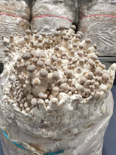 Load image into Gallery viewer, A large cluster of small white to light beige mushrooms growing in a plastic bag, with similar bags visible in the background.