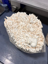 Load image into Gallery viewer, A large cluster of white to cream mushrooms growing on a clear plastic bag filled with substrate, photographed on a dark gray work surface in what appears to be a lab or greenhouse setting.