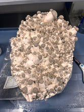 Load image into Gallery viewer, A large natural substrate block specimen covered in numerous small gray-brown rounded growths, photographed on a blue-gray work surface with tools partially visible in the background.