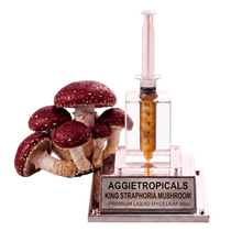 تحميل الصورة في عارض المعرض، A mushroom cultivation display featuring several red-and-white Aggietropicals King Straphora mushrooms next to a clear acrylic syringe-style container filled with amber liquid and mounted on a branded base.