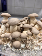 Load image into Gallery viewer, A cluster of young king oyster mushrooms growing on a substrate with visible grain and white mycelium, photographed close up in what appears to be a cultivation container.