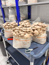 Load image into Gallery viewer, Three large bags of oyster mushrooms growing on a blue utility cart in a storage room. The mushrooms are beige and have fully emerged, growing densely from the clear plastic bags.