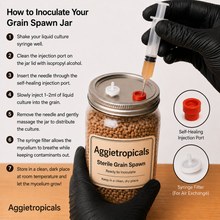 تحميل الصورة في عارض المعرض، Instruction graphic for inoculating grain spawn jars, showing a step-by-step guide on the left and a photo of a gloved hand injecting a liquid culture into a clear glass jar filled with tan grains on the right.