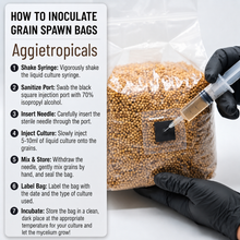 تحميل الصورة في عارض المعرض، Instruction graphic for inoculating grain spawn bags, showing a step-by-step guide on the left and a photo of a gloved hand injecting a liquid culture into a clear plastic bag filled with tan grains on the right.