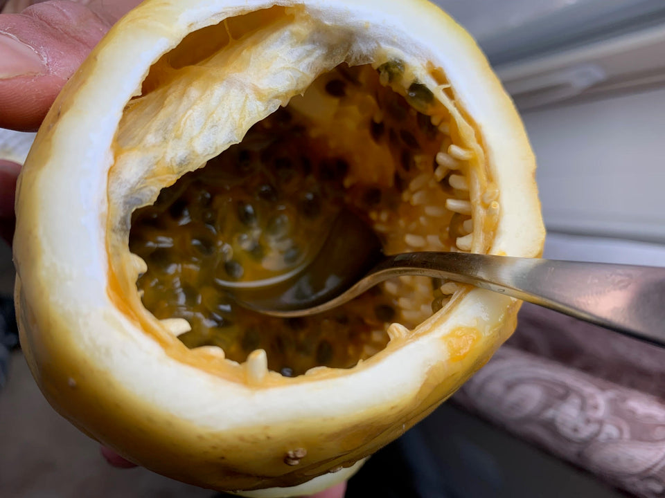 How to eat a huge giant sweet yellow passion fruit