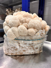 Load image into Gallery viewer, A large cluster of off-white lion's mane mushrooms growing in a clear plastic bag filled with a white and brown substrate, set on a stainless steel surface in a commercial kitchen or cultivation room.