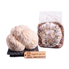 Load image into Gallery viewer, A cluster of lion mane mushrooms next to a clear plastic bag containing a substrate mix, with a wooden brand tag reading AggieTropicals, on a white background.