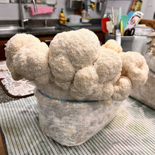 Load image into Gallery viewer, Freeze-Dried Lion's Mane Mushroom