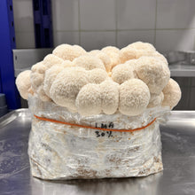 Load image into Gallery viewer, Fresh Lion's Mane Mushroom