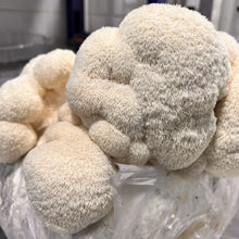 Load image into Gallery viewer, Freeze-Dried Lion's Mane Mushroom