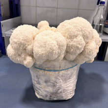 Load image into Gallery viewer, Fresh Lion's Mane Mushroom