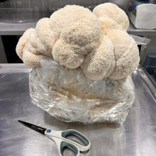 Load image into Gallery viewer, Freeze-Dried Lion's Mane Mushroom