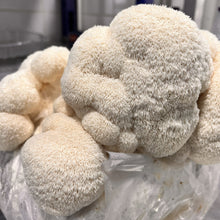 Load image into Gallery viewer, Fresh Lion's Mane Mushroom