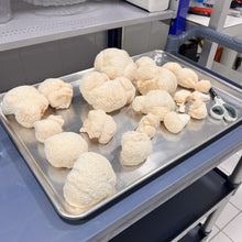 Load image into Gallery viewer, Freeze-Dried Lion's Mane Mushroom