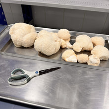 Load image into Gallery viewer, Fresh Lion's Mane Mushroom