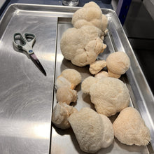 Load image into Gallery viewer, Fresh Lion's Mane Mushroom