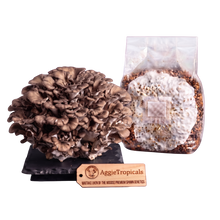 Load image into Gallery viewer, A cluster of mature brown oyster mushrooms next to a clear plastic bag containing grain spawn, with a wooden brand tag reading AggieTropicals in front, on a plain white background.