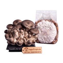 Load image into Gallery viewer, A cluster of mature brownish-gray mushrooms next to a clear plastic bag filled with a white powder and grain substrate, with an AggieTropicals tag in front on a white background.