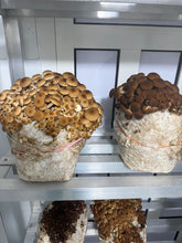 Load image into Gallery viewer, two phenotypes of pioppino mushrooms growing and fruiting side by side