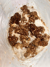 Load image into Gallery viewer, A close-up view of a white plastic bag containing a mixture of dark brown and light brown textured chunks mixed with a white powdery substance showing how pioppino starts pinning
