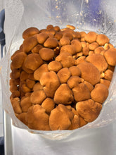 Load image into Gallery viewer, A close-up of a cluster of small brown pioppino mushrooms growing inside a clear plastic bag or container.