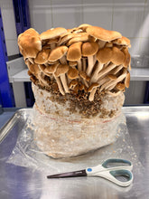 Load image into Gallery viewer, flush of pioppino next to a pair of white and blue scissors