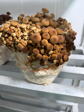 Load image into Gallery viewer, Young dark cluster of pioppiono mushrooms fruiting in substrate bags on a shelf