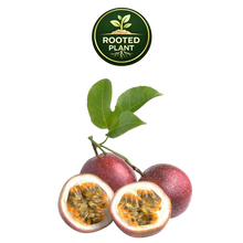 تحميل الصورة في عارض المعرض، Three whole and two halved passion fruit fruits with green leaves, shown on a white background with a circular 'Rooted Plant' logo above.