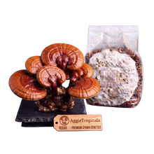 Load image into Gallery viewer, A cluster of brown Reishi mushrooms on a black display base next to a clear plastic bag containing a white mycelial spawn pack, with a wooden AggieTropicals brand tag in front, all on a white background.