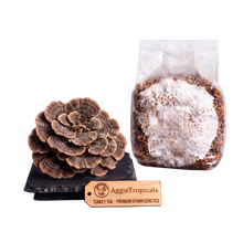 Load image into Gallery viewer, Turkey Tail mushroom spore print and substrate bag set by AggieTropicals, featuring a realistic brown and tan mushroom conk on a black stand next to a clear plastic bag containing grain and white mold, with a wooden brand tag in front.