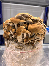Load image into Gallery viewer, Pioppino mushrooms growing nicely in a block and a pink rubberband on a steel tray