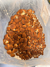 Load image into Gallery viewer, A cluster of small brown pioppino mushrooms growing inside a clear plastic bag or container.