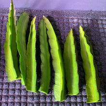 Load image into Gallery viewer, Fresh cuttings from vietnamese white dragon fruit