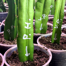 Load image into Gallery viewer, Vietnamese red type dragon fruit grows very fast and does not require cross pollination