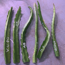 Load image into Gallery viewer, Dragon fruit cuttings varieties sweet purple red yellow and white color