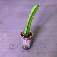 Load image into Gallery viewer, long rooted live dragon fruit plant that is mature and produces flower and fruit related to the shayna variety which can be produced by self pollination and does not require cross pollination