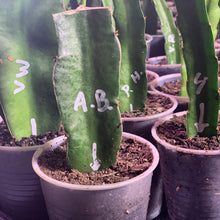 Load image into Gallery viewer, rooted shayna and purple haze mature varieties of dragon fruits