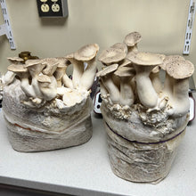 Load image into Gallery viewer, King Oyster Mushroom