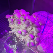 Load image into Gallery viewer, King Oyster Mushroom