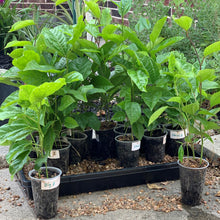 Load image into Gallery viewer, Yellow passion fruit live plants grown from seeds