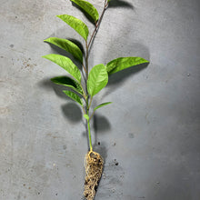 Load image into Gallery viewer, Purple passion fruit seedling roots
