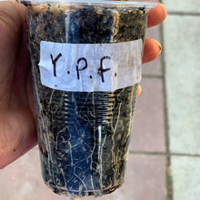 Load image into Gallery viewer, Yellow passion fruit roots on seedlings well rooted